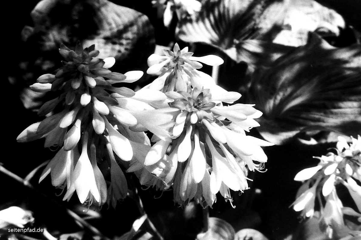 Hostablüten, Minolta X 700, MD ZOOM 28 - 70 mm, Orangefilter, Fomapan 400 bel. 200, Rodinal 1+40, 9 Min.
