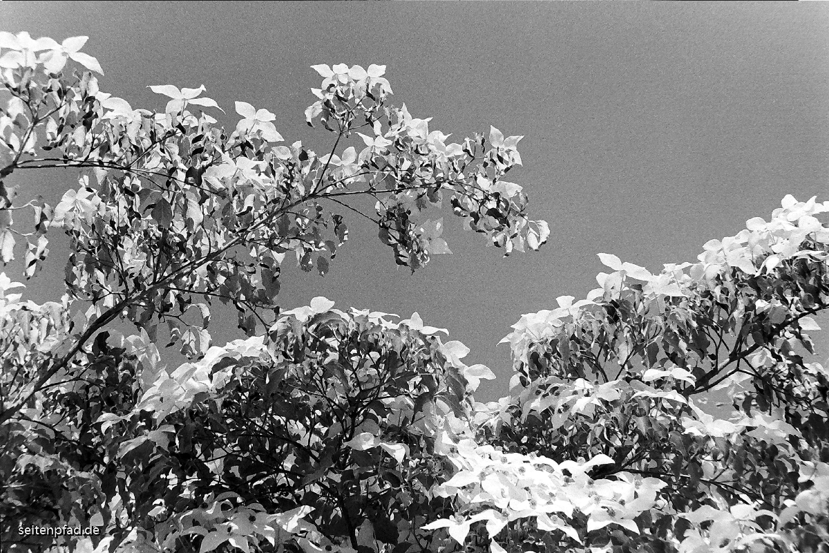 Blumenhartriegel, Minolta X 700, MD ZOOM 28 - 70 mm, Orangefilter, HP 5 400 bel. 200, Rodinal 1+40, 9 Min.