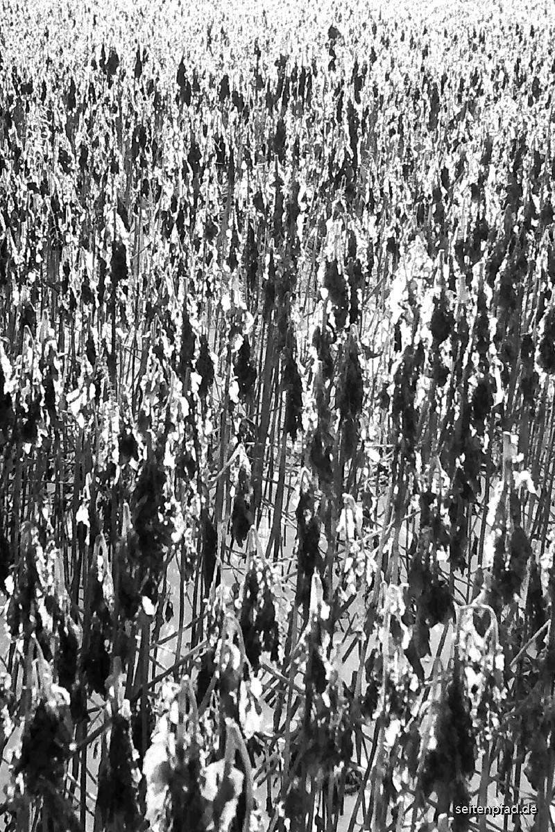 Feld mit abgefrorener Grünsaat (Sonnenblumen) Ausschnitt