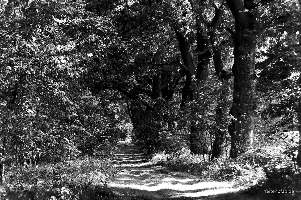 Waldweg, Minolta X 700, MD ZOOM 50 - 135 mm, HP 5 400 , Rodinal 1+40, 14 Min.