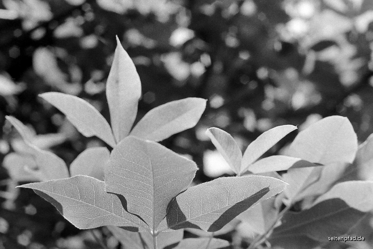 Magnolienblüte,Minolta X 700, Mamiya macro secor 1:2,8 f= 60 mm, HP5 plus, Amaloco AM 74 1+7, 5 Min.