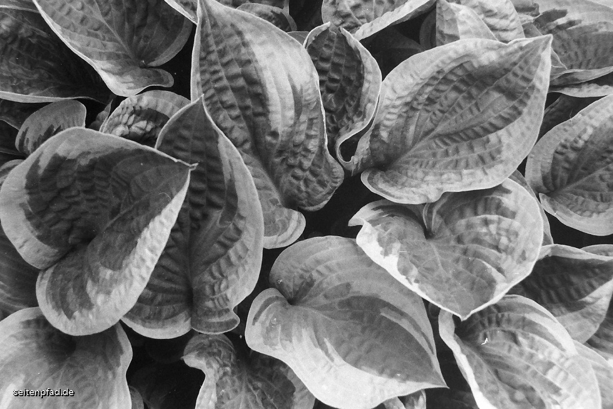 Funkie (Hosta) ,Minolta X 700, MD ZOOM 28 - 70 mm, Rotfilter, Fomapan 400, Amaloco AM 74 1+7, 5 Min.