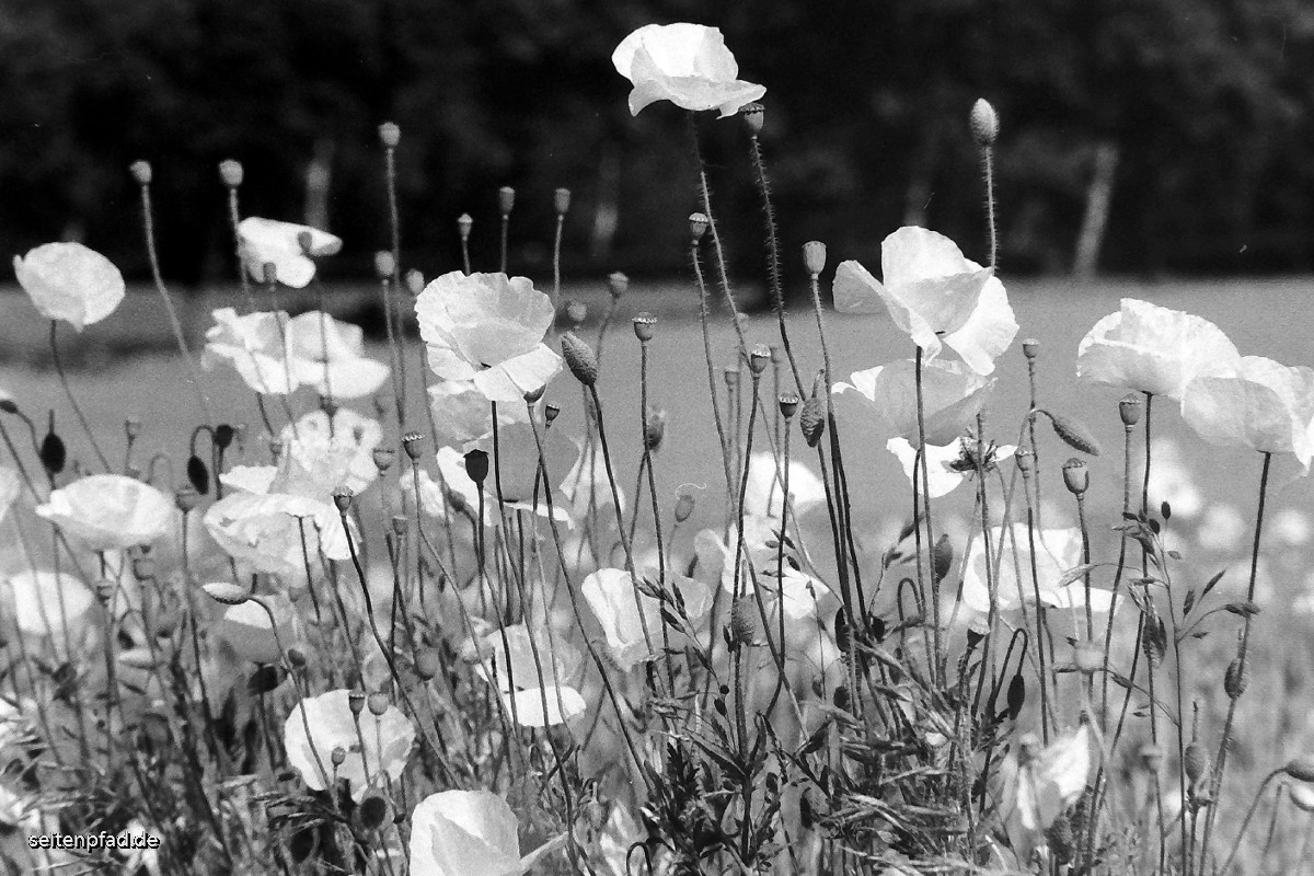 Klatschmohn , Minolta X 700, MD ZOOM 28 - 70 mm, Rotfilter, Fomapan 400, Amaloco AM 74 1+7, 5 Min.