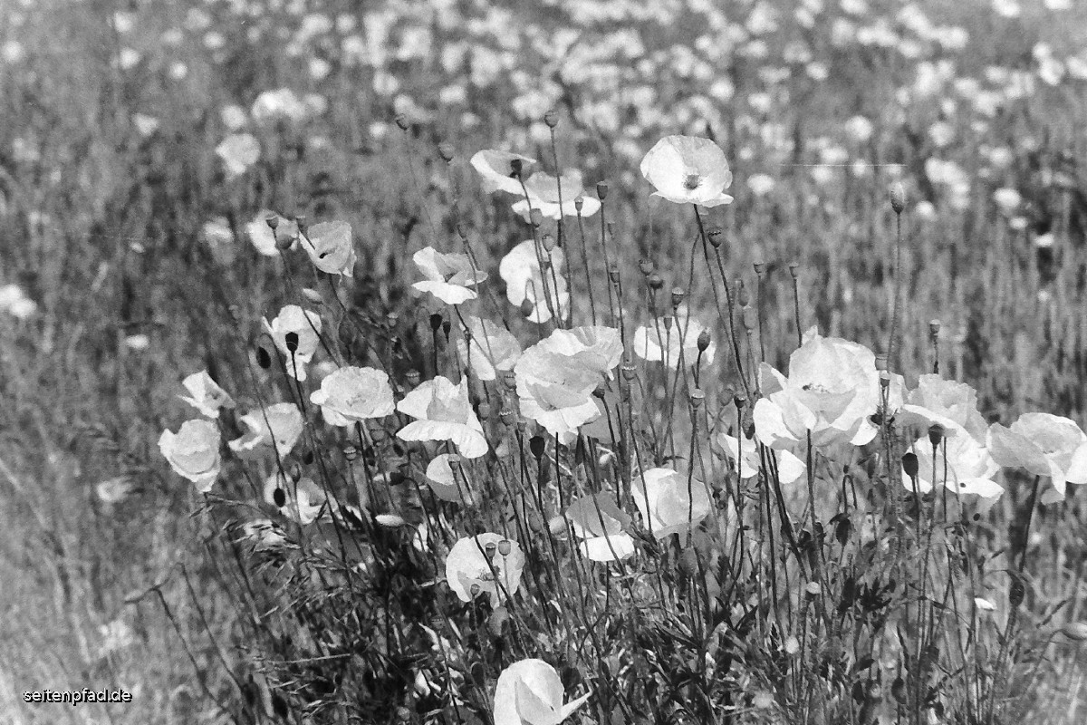 Klatschmohn  ,Minolta X 700, MD ZOOM 28 - 70 mm, Rotfilter, Fomapan 400, Amaloco AM 74 1+7, 5 Min.