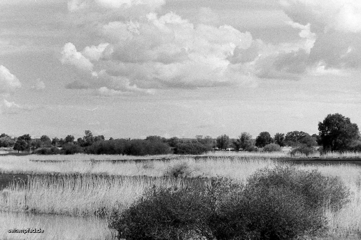 In den Elbwiesen bei Bleckede, Minolta X 700, MD ZOOM 28 - 70 mm, Rotfilter, Fomapan 400 bel. 200, Rodinal 1+40, 9 Min.