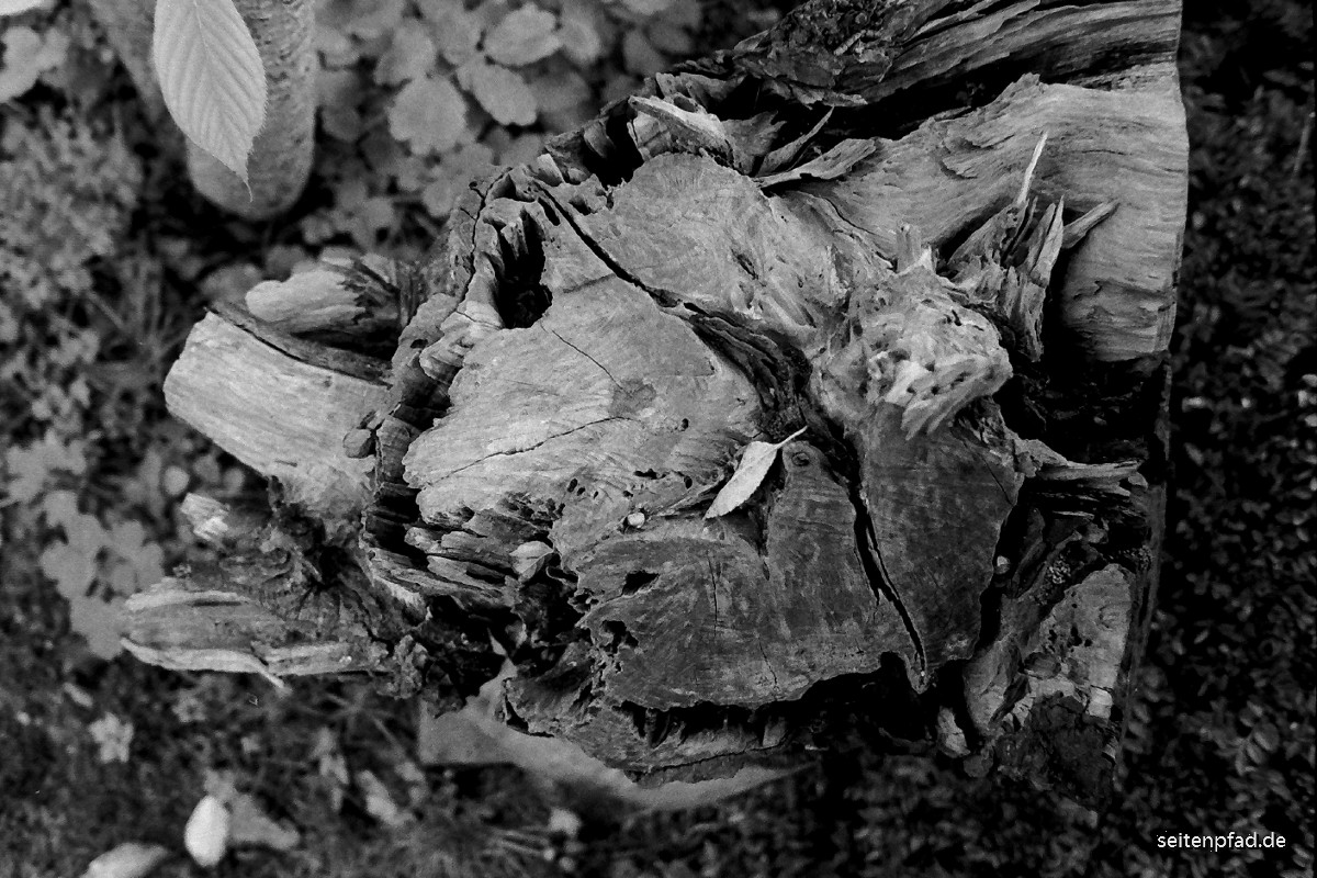 Splittertorso eines an Monilia erkrankten und später vom Sturm umgestürzten Kirschbaumes auf einem vom Pilz befallenen Fichtenstammblock stehend