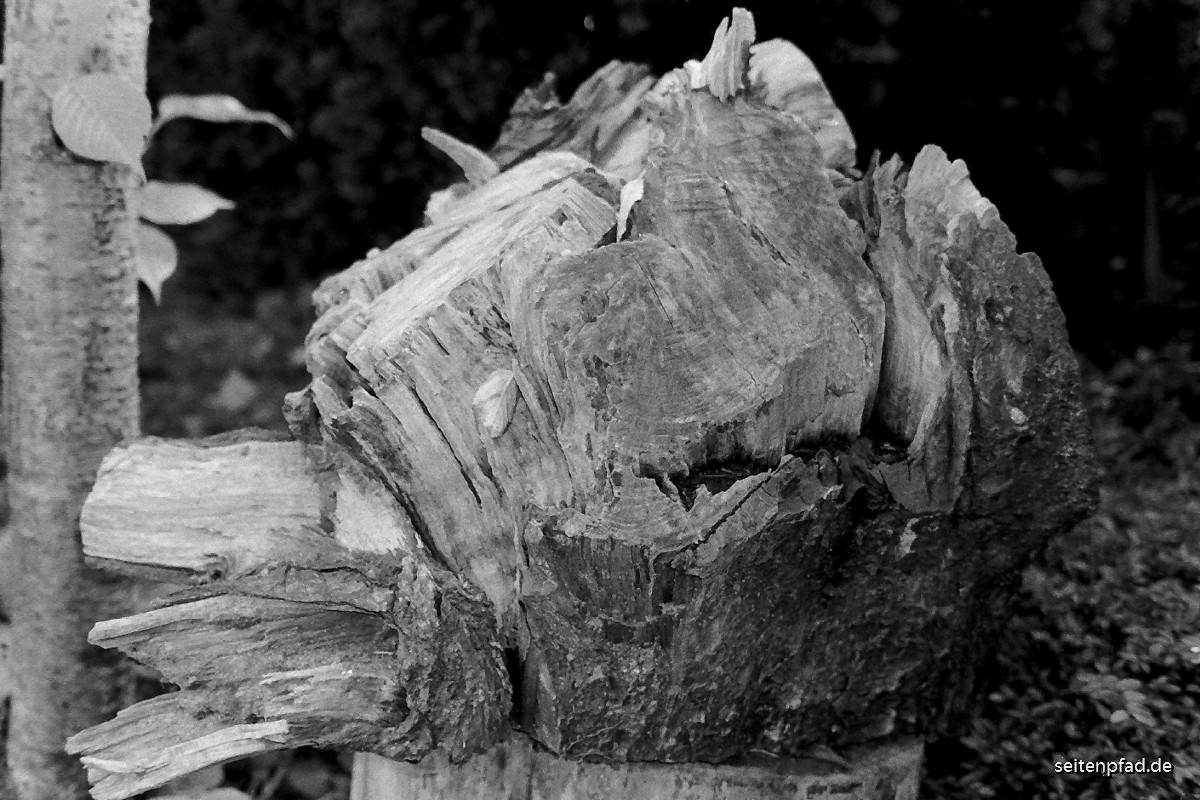 Splittertorso eines an Monilia erkrankten und später vom Sturm umgestürzten Kirschbaumes auf einem vom Pilz befallenen Fichtenstammblock stehend