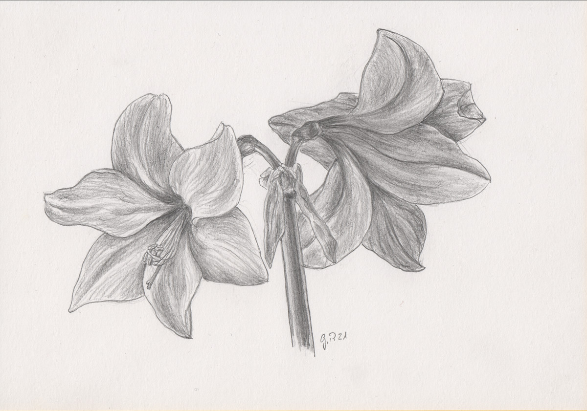 Amaryllenblüten Zeichnung mit Bleistiften B2 Din A5
