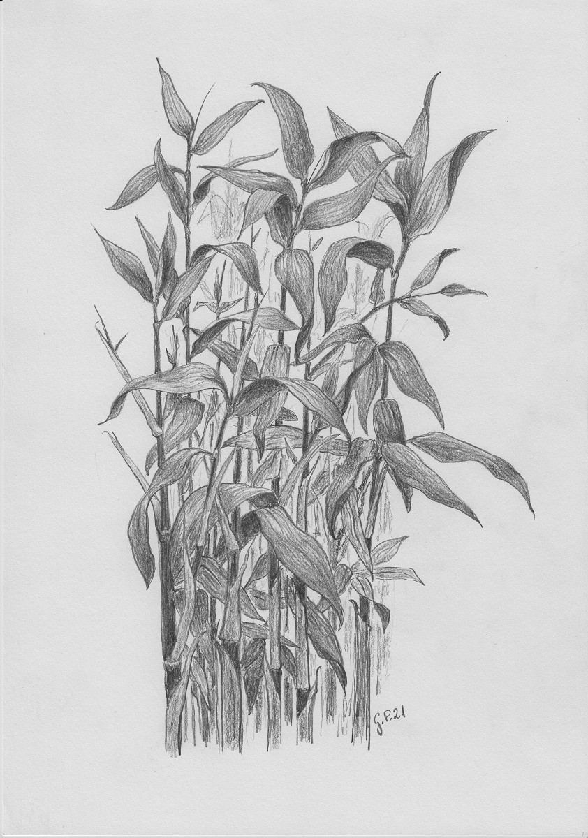 Bambus Pseudosasa Japonica Zeichnung mit Bleistiften B2 Din A4