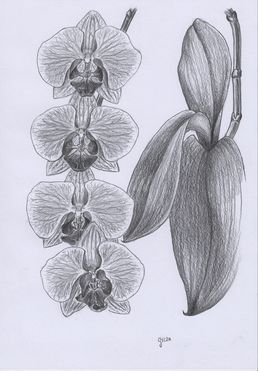 Orchideenblüten Zeichnung mit Bleistiften B2/B4 Din A4