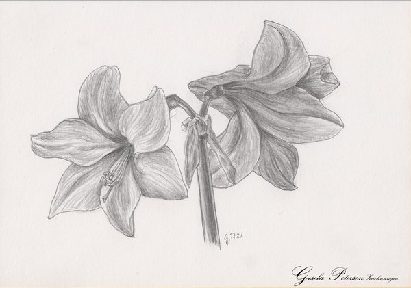 Amaryllenblüten Zeichnung mit Bleistiften B2 DIN A5