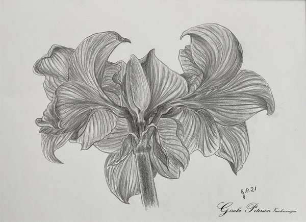 Amaryllenblüten in der Rückansicht Zeichnung mit Bleistiften B2/B4 DIN A3