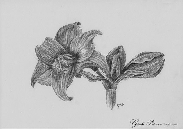 gefüllte Amaryllenblüten Zeichnung mit Bleistiften B4 DIN A4