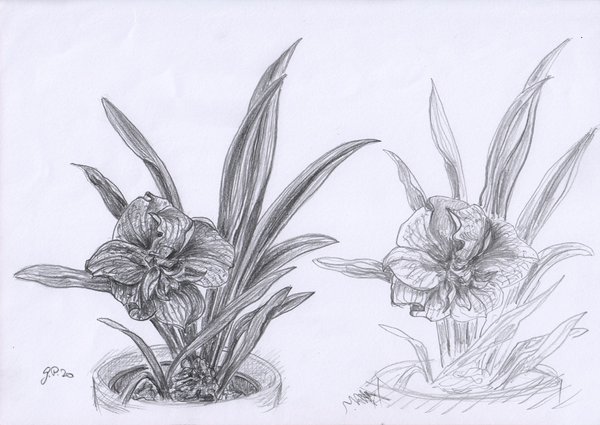 Amaryllis Sommerblüte, Zeichnung mit Bleistift, DIN A 4