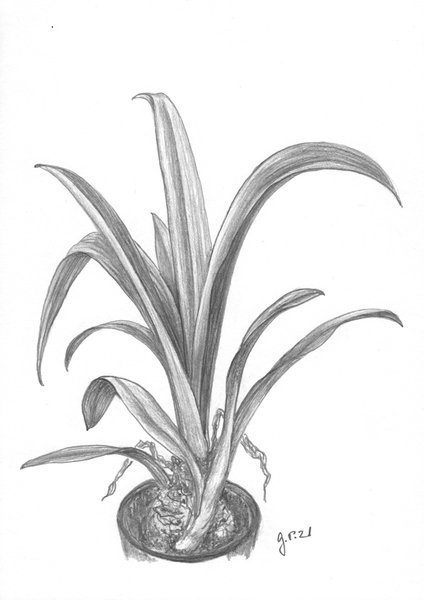 Amaryllis nach der Blüte, Zeichnung mit Bleistift, DIN A 5