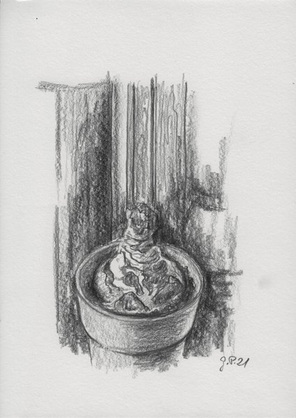 Amarylliszwiebel, Zeichnung mit Bleistift, DIN A 5