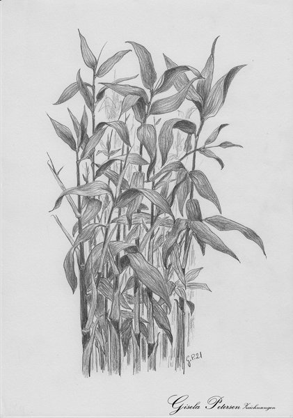 Bambus Pseudosasa Japonica Zeichnung mit Bleistiften B2 DIN A4