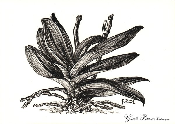 Blattstudie einer Orchidee 3, Zeichnung mit Rohrfeder/Chinatusche, DIN A 5