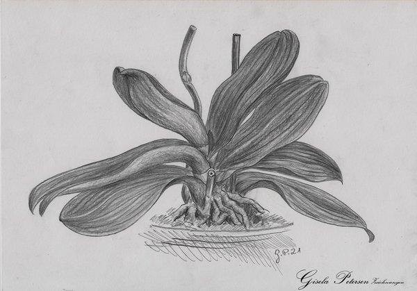 Blattstudie einer Orchidee Zeichnung mit Bleistiften B2/B4 DIN A4