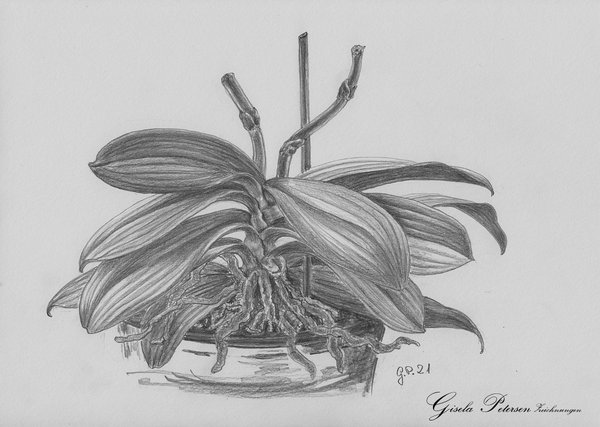 Blattwerk einer Orchidee Zeichnung mit Bleistiften B2 DIN A4