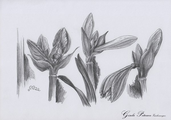 Blütenknospen Amaryllis, Zeichnung mit Bleistift 2B, DIN A 4
