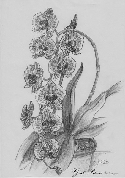 Blütenranke einer Orchidee Zeichnung mit Bleistiften B2 DIN A4