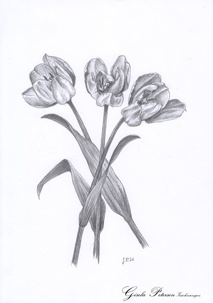 Drei Tulpenblüten, Zeichnung mit Bleistiften B DIN A4