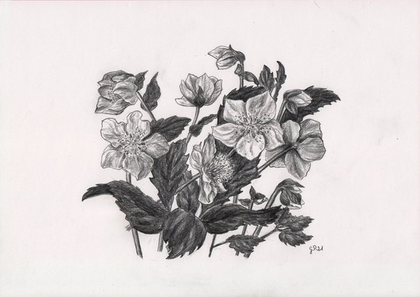 Helleborusblüten, Zeichnung mit Bleistift 2B/4B, A4