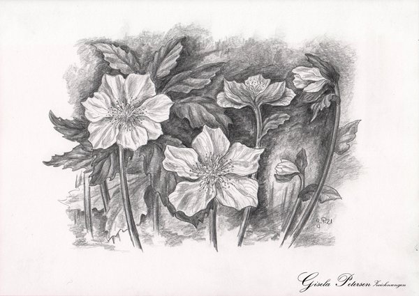 Helleborusblüten, Zeichnung mit Bleistift 2B, A4
