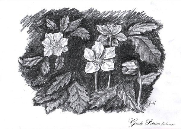 Helleborusblüten, Zeichnung mit Bleistift 4B/6B, A4