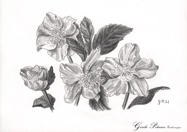 Helleborusblüten, Zeichnung mit Bleistift 2B, A5