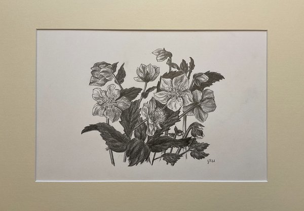 Helleborusblüten, Zeichnung mit Bleistift 2B/4B, A4