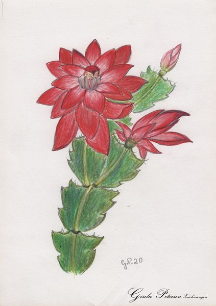 Kaktusblüten Zeichnung mit Buntstiften (Faber Castell) DIN A5