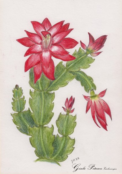 Kaktusblüten Zeichnung mit Buntstiften (Faber Castell) DIN A5