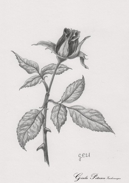 Knospe einer Rose, Zeichnung mit Bleistift 2B DIN A 5