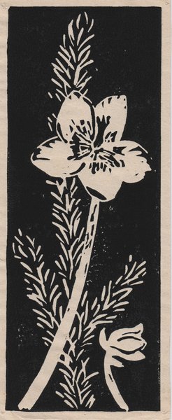 Helleborusblüte, Linoldruck, 18 cm x 7 cm, entstanden vor 1970