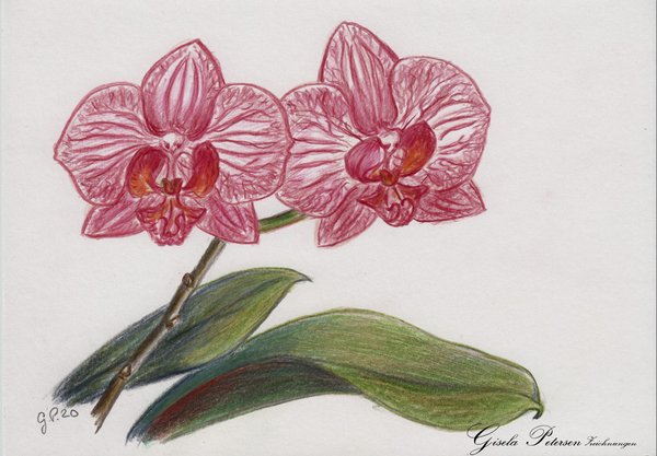 Orchideenblüten Zeichnung mit Buntstiften (Faber Castell) DIN A5