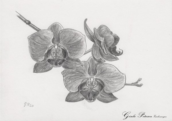 Orchideenblüten Zeichnung mit Bleistiften B2/B4 DIN A5