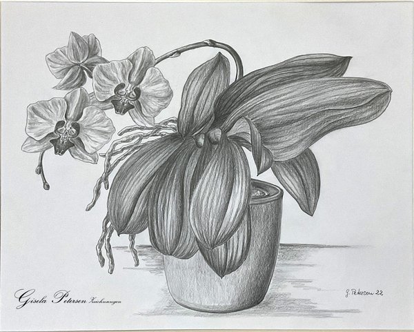 Orchideenpflanze, Zeichnung mit Bleistift 2B, DIN A 3