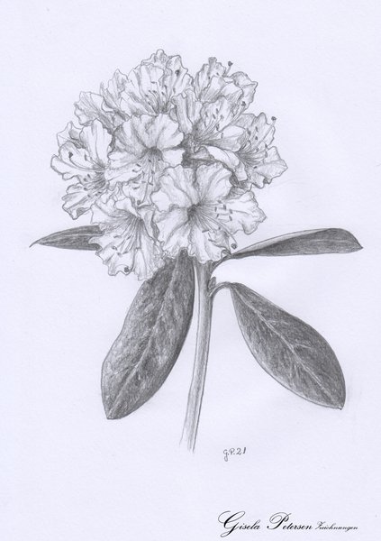 Rhododendronblüte, Zeichnung mit Bleistiften B DIN A4