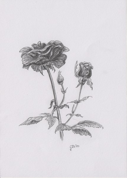 Rosenblüte mit Knospen Zeichnung mit Bleistiften B2/B4 Din A5