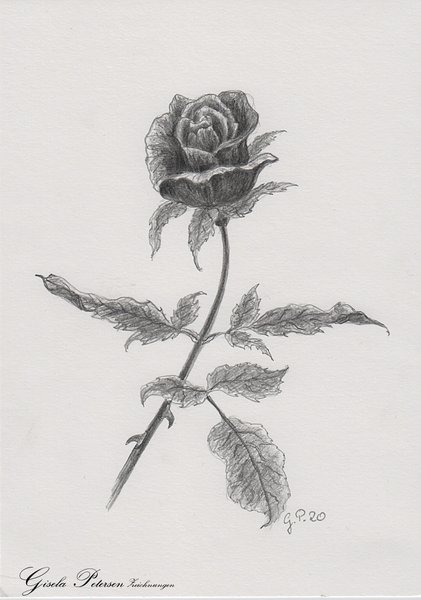 Rosenblüte Zeichnung mit Bleistiften B2/B4 DIN A5