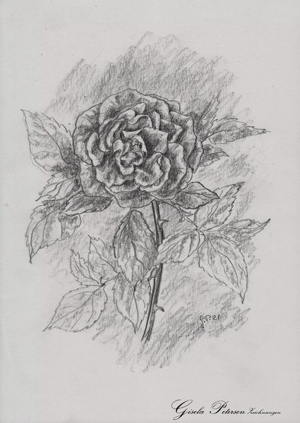 Skizze einer Rose, Zeichnung mit Bleistift, A4