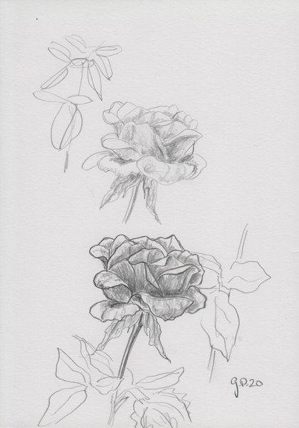 Skizze einer Rosenblüte, Zeichnung mit Bleistift, DIN A 5