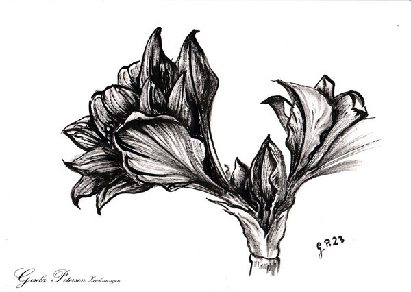 Studie einer sich entfaltenden Amaryllisblüte, Zeichnung mit Rohrfeder und Tusche, DIN A 4