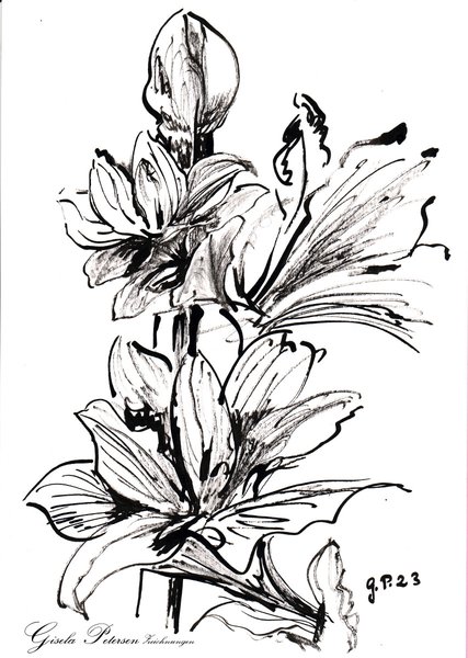 Studie Amaryllisblüten, Zeichnung mit Rohrfeder und Tusche, DIN A 4 