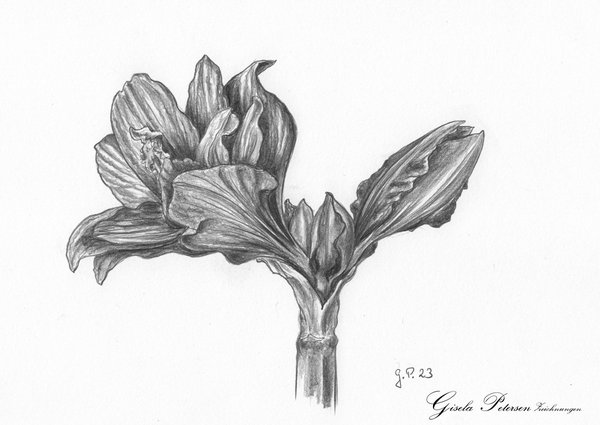 Studie einer sich entfaltenden Amaryllisblüte, Zeichnung mit Bleistift 2B, DIN A 4 Ausschnitt