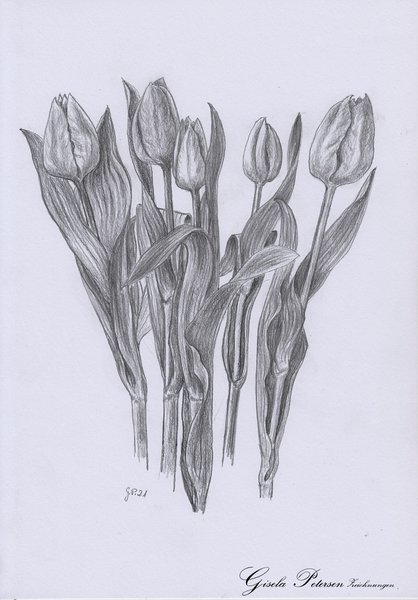 Tulpenblüten, Zeichnung mit Bleistift B2/B4 DIN A4