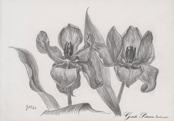 Tulpenblüten, Zeichnung mit Bleistift B2 DIN A5