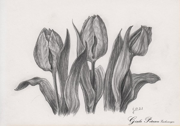 Tulpenblüten, Zeichnung mit Bleistift B4 DIN A5